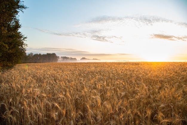 Coucher de soleil sur le terrain avec du jeune seigle ou du blé en été