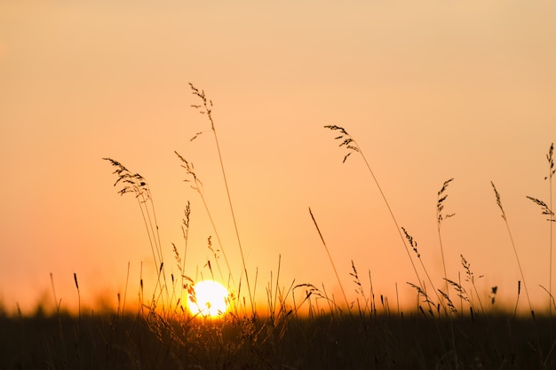 Coucher de soleil à travers l'herbe des prés.