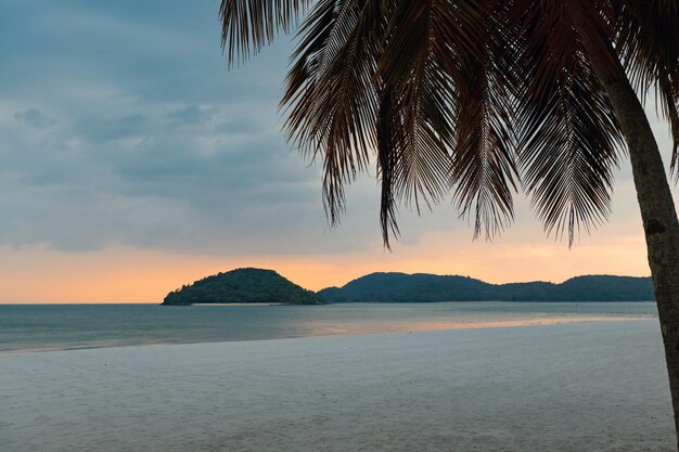 Coucher de soleil tropical sous le palmier