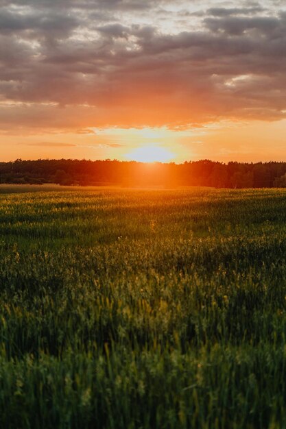 Les couchers de soleil sont comme des peintures de dieux dans le ciel.