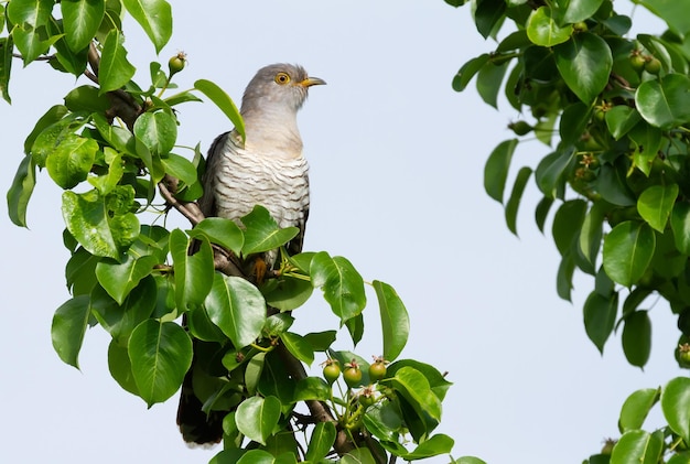 Coucou commun Cuculus canorus L'oiseau est assis sur un arbre fruitier parmi les fruits non mûrs