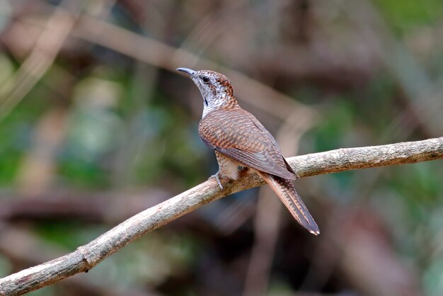 Photo coucou à coucou cacomantis oiseaux de thaïlande