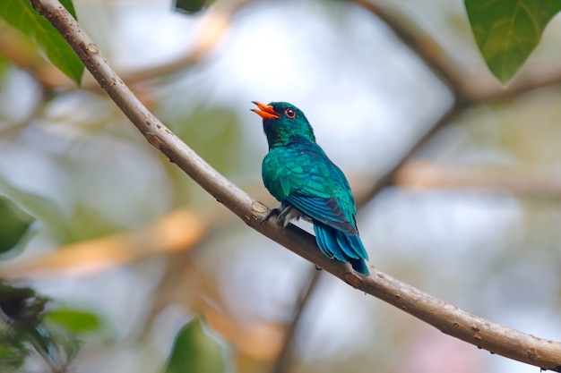 Coucou émeraude asiatique Chrysococcyx maculatus Beaux oiseaux mâles de Thaïlande