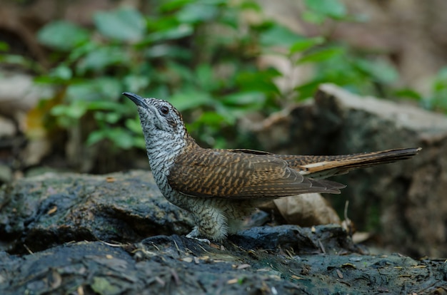 Photo coucou frisé dans la nature