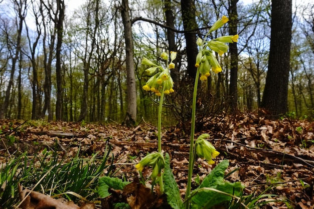 Coucou jaune frais sur le sol forestier