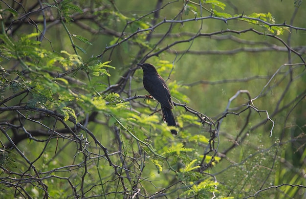 Coucou noir perché dans un arbre - oiseau parasite du couvain