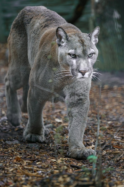 Le cougar