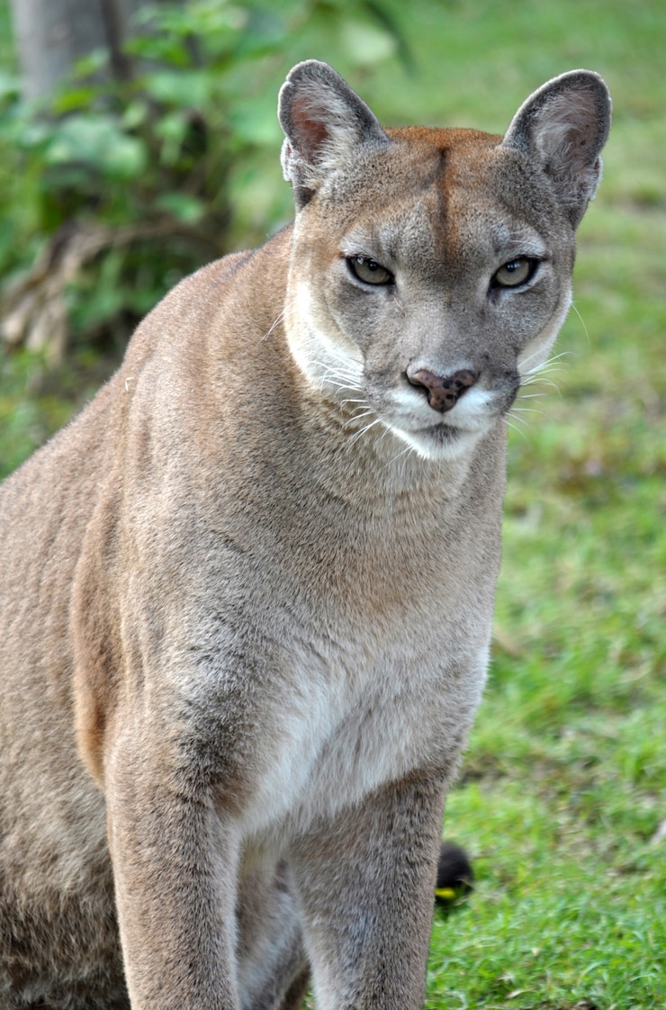 Photo le cougar