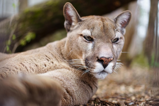 Cougar