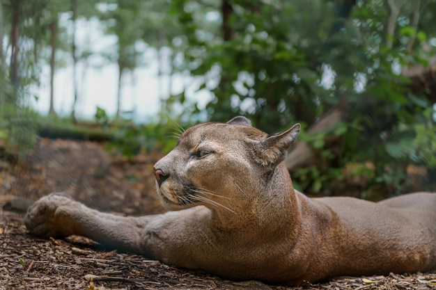 Cougar