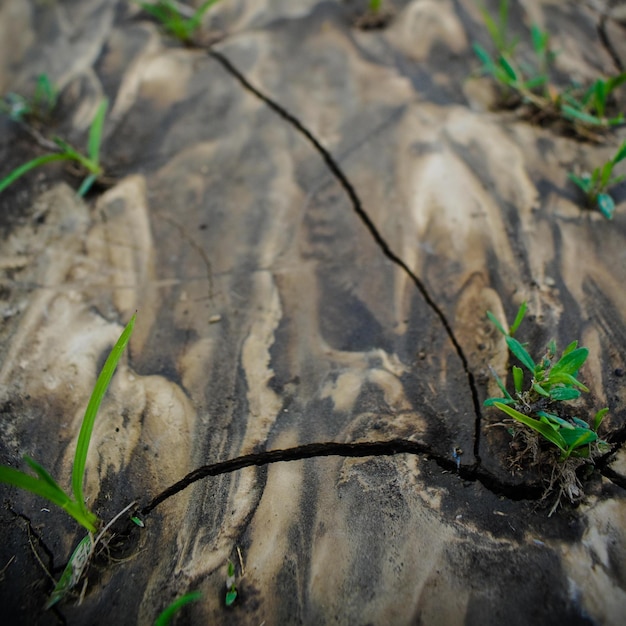 Écoulement de boue séchée à motifs avec de jeunes herbes germées d'un vert luxuriant Des échantillons de saleté ont été formés en raison de l'e