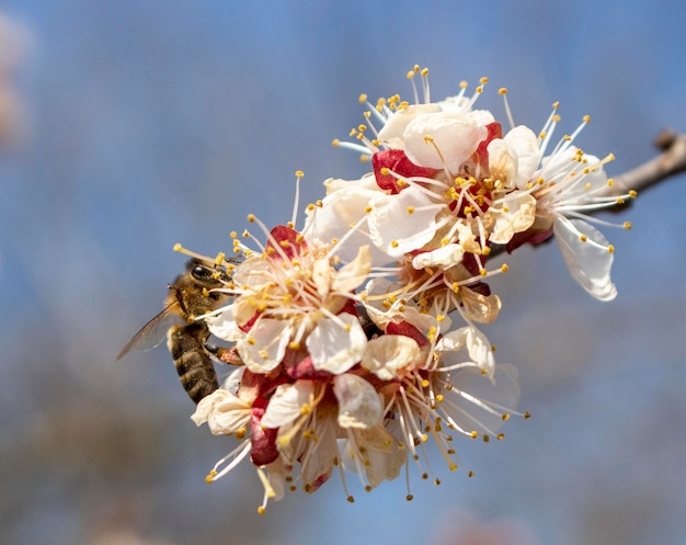 La couleur de l'abricot et l'abeille qui le pollinise Printemps et abricotier en fleurs par une journée ensoleillée