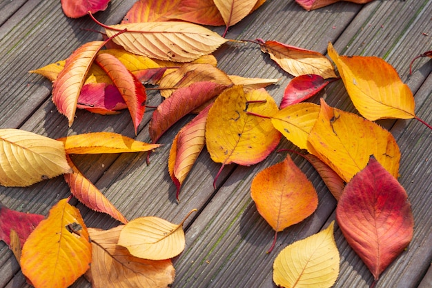 Couleur d'automne dégradé sec laisse sur le sol.