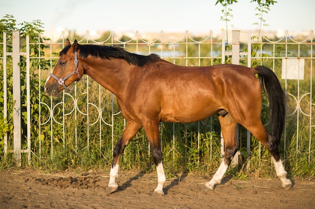 Couleur brun rouge cheval avec bande blanche