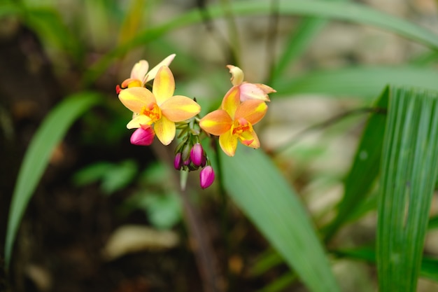 Couleur de la fleur dans la nature