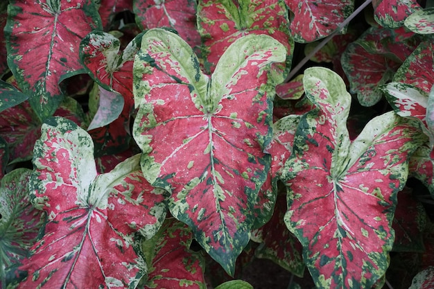 Une couleur mixte de feuilles tachetées rouges, blanches et vertes de Caladium Mesmerized