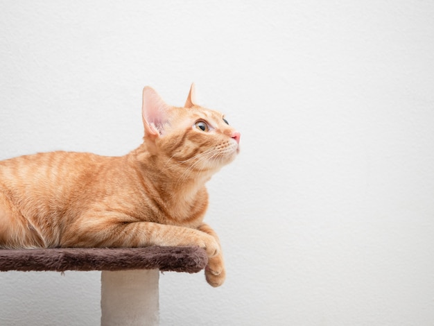 La couleur orange de chat s'étendent sur le regard de condo de chat à l'arrière-plan blanc d'espace de copie de côté droit