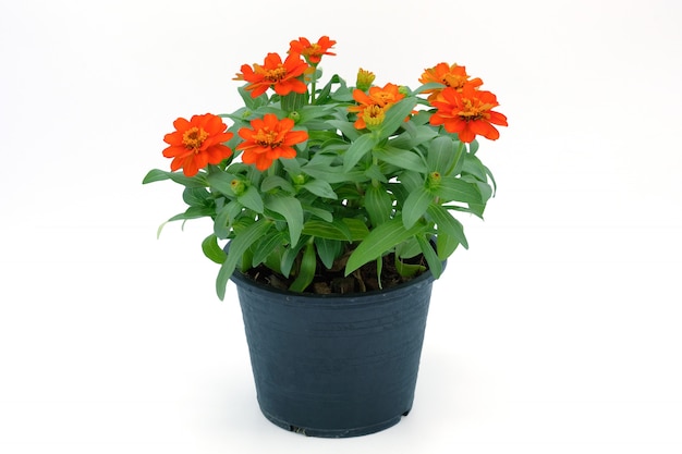 Couleur de la plante Zinnia