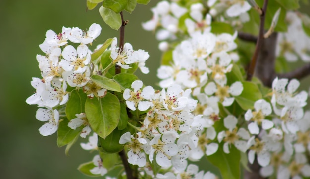 Couleur poire sur un gros plan de branche Floraison printanière d'un arbre fruitier