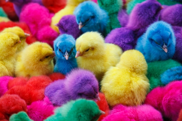 Couleur poulet