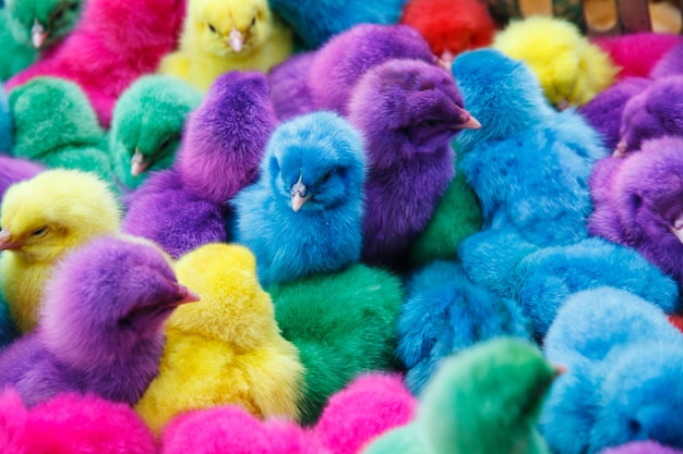 Couleur poulet