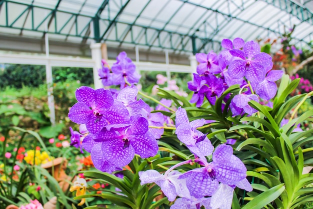 La couleur pourpre des fleurs d&#39;orchidées à l&#39;intérieur du jardin botanique est le symbole de la Thaïlande.