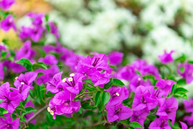 Couleur pourpre ou violette de fleur dans le jardin