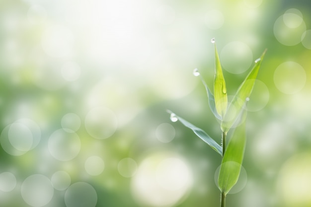 Couleur vert bambou dans la nature, rosée sur la feuille, effet de lumière Bokeh