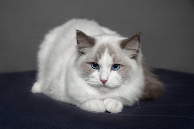 La couleur vive des yeux est démontrée par le chat ragdoll en studio. Chats de race. Spectacle animalier. État d'exposition. Produits de soins pour animaux de compagnie. Entretien et élevage . Toilettage d'animaux. Chats aux yeux bleus.