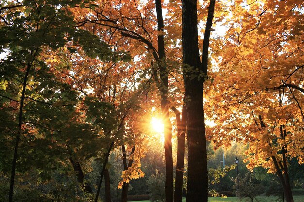 Couleurs amusantes d'automne de l'automne le soleil brille entre le feuillage lumineux des érables