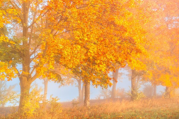 Couleurs d'automne colorées sur les arbres de la forêt Belle nature d'automne