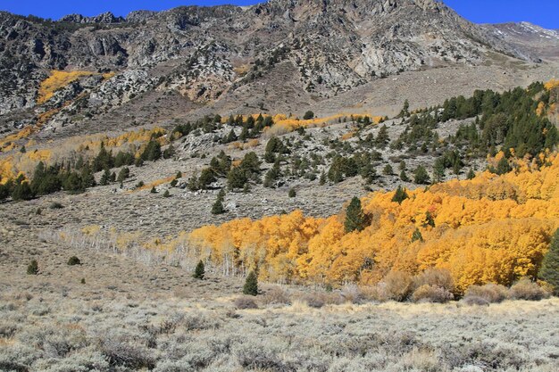 Couleurs d'automne dans le lac de juin et les sierras de l'est de la Californie