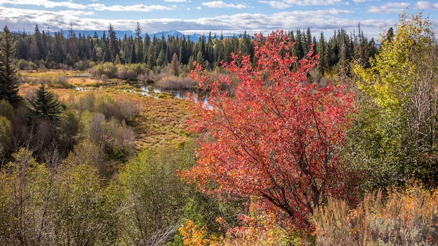 Couleurs d'automne dans le Wyoming