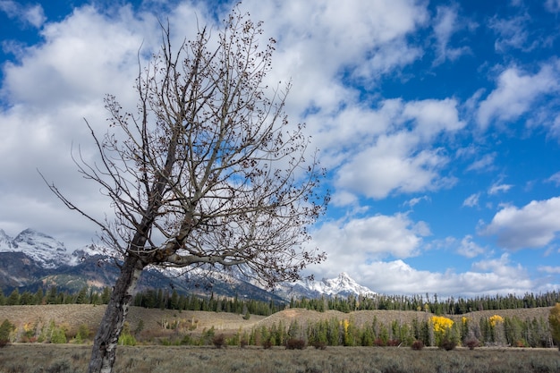 Couleurs d'automne dans le Wyoming