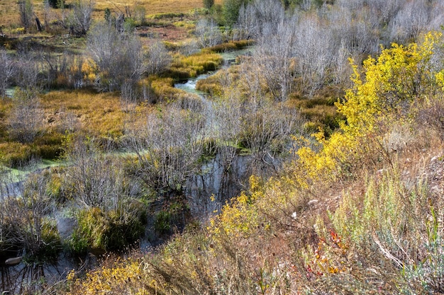 Couleurs d'automne dans le Wyoming