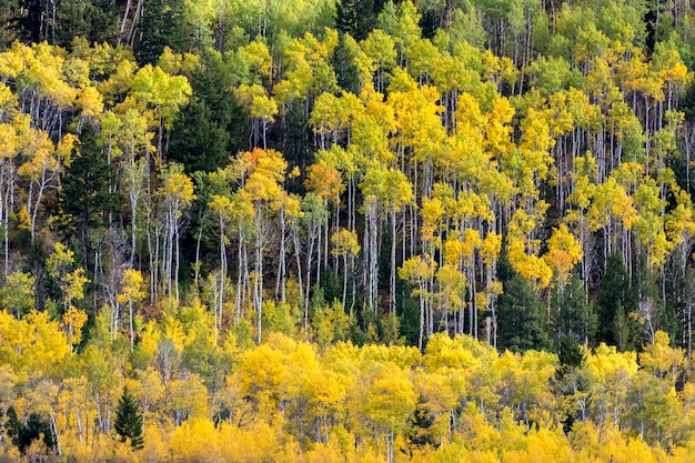 Couleurs d'automne dans le Wyoming