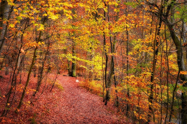 Les couleurs de l'automne Les forêts de Marselisborg Les forêts de Marselisborg ou simplement la forêt de Marselisborg est une forêt de 1300 hectares au sud de la ville d'Aarhus au Danemark