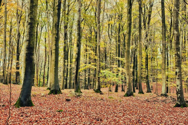 Les couleurs de l'automne Les forêts de Marselisborg Les forêts de Marselisborg ou simplement la forêt de Marselisborg est une forêt de 1300 hectares au sud de la ville d'Aarhus au Danemark