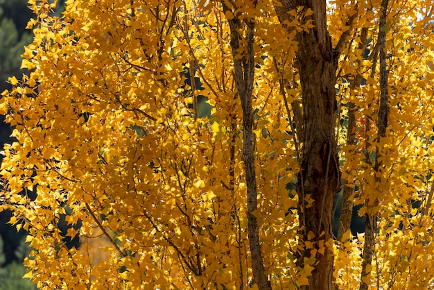 Couleurs d'automne Parc Naturel de la source Rio Mundo Albacete CastillaLa Mancha Espagne