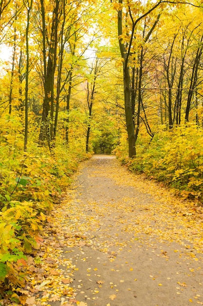 Couleurs d'automne rouges et colorées dans la forêt