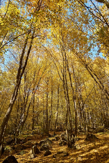 Couleurs d&#39;automne