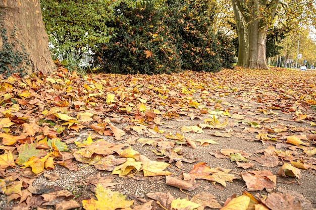 Les couleurs de l'automne