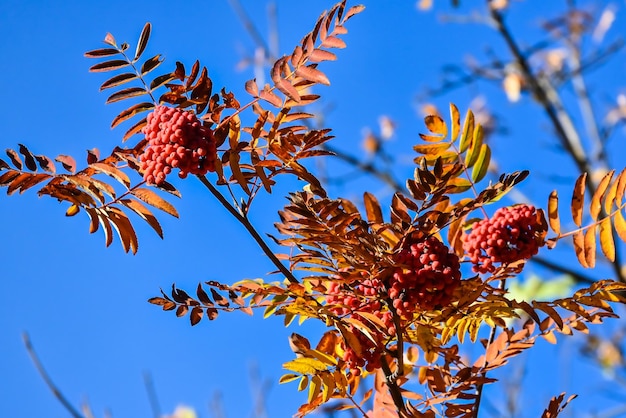 Couleurs d&#39;automne