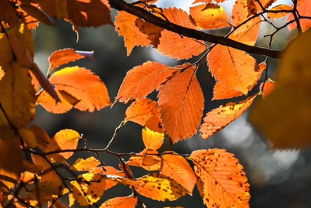 Couleurs d&#39;automne