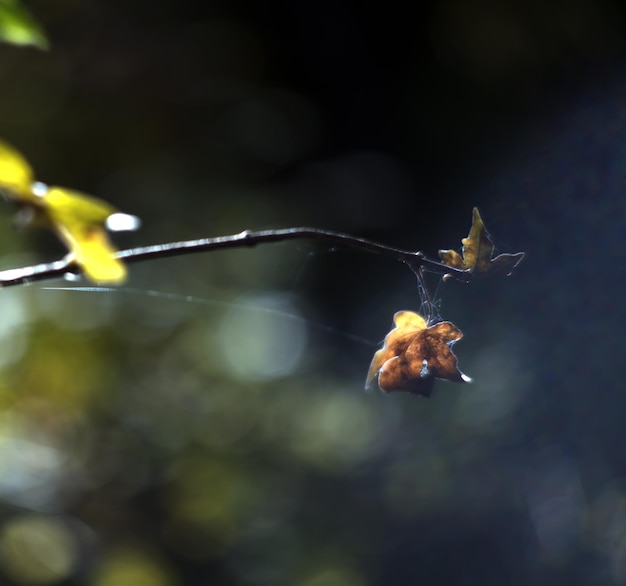 les couleurs chaudes des feuilles dans la forêt d'automne