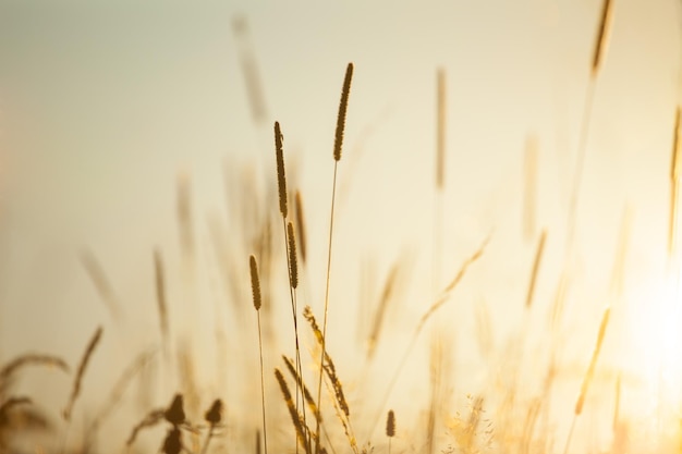 Couleurs douces Vintage background of Meadow Floral nature tôt le matin avec paysage d'herbes sauvages