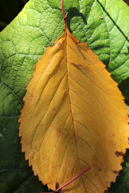 Les couleurs des feuilles en automne