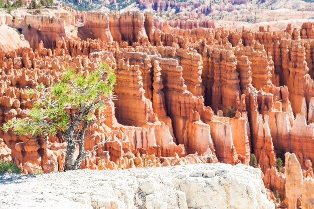 Couleurs oranges dans cette vue emblématique du parc national de Bryce Canyon, États-Unis