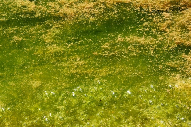 Couleurs vertes et jaunes Eau polluée avec des algues