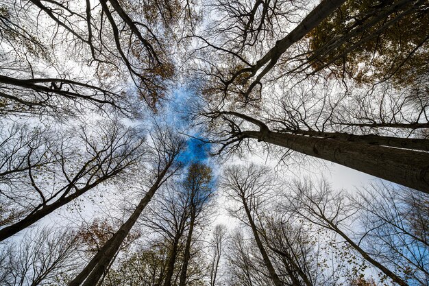 Couleurs vibrantes rouges de l'automne dans une forêt de hêtres appelée Barbottina en Ligurie, Italie